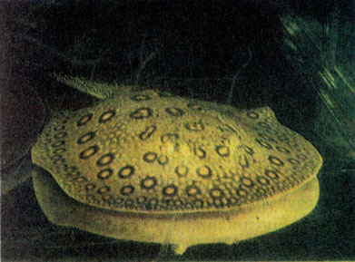 Узорчатый перуанский скат (Potamotrygon ocellatus)