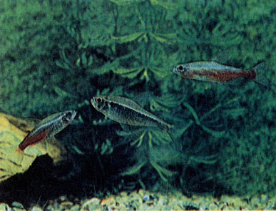 Неоновая рыбка (Paracheirodon innesi), черный неон (Hyphessobrycon herbertaxelrodi) и красный неон (P. axelrodi)
