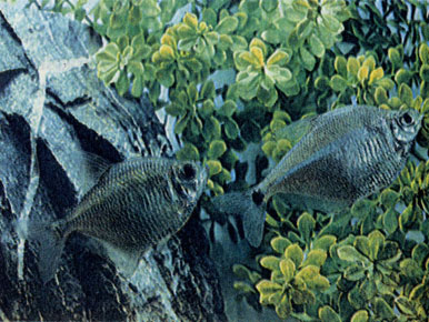 Поптелла (Poptella orbicularis) и рублик (Ctenobrycon spilurus) 