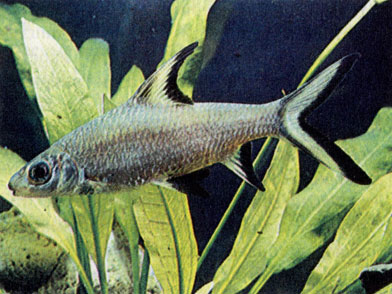 Акулий бала (Balantiocheilus melanopterus)