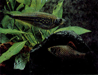Малабарский данио (Danio aequipinnatus) и алоплавничный барбус (В. stoliczkanus)