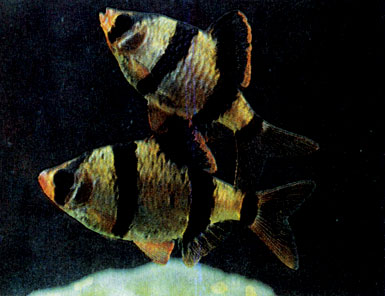 Суматранский барбус (В. tetrazona)