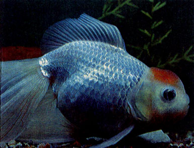 Золотая рыбка — красная шапочка (Carassius auratus auratus var.)