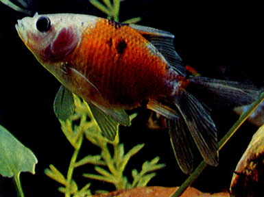 Золотая рыбка — шубункин