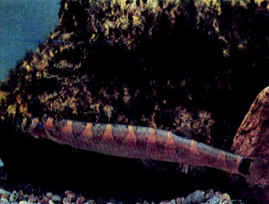 Колючеглаз, или акантофтальм Кюля (A. kuhli)