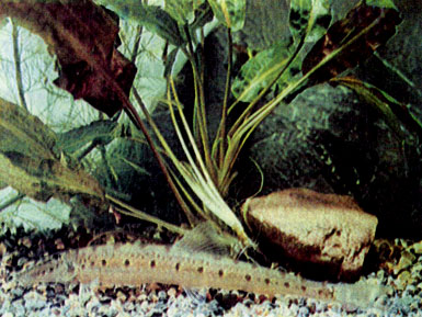 Лошадеголовый голец, или акантопс (Асаnthopsis choirorhynchus) 