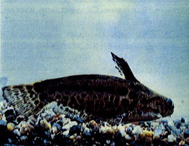 Леопардовый сомик (Trachelichthys decaradiatus) 