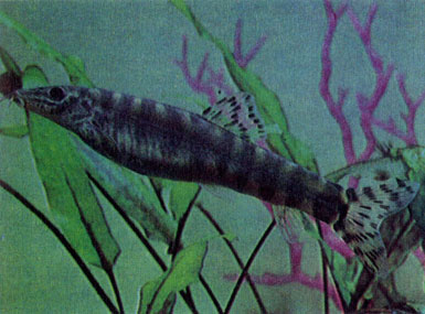 Маньчжурская лептобоция (Leptobotia mantschurica)