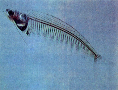 Стеклянный сомик (Kryptopterus bicirrhis) 