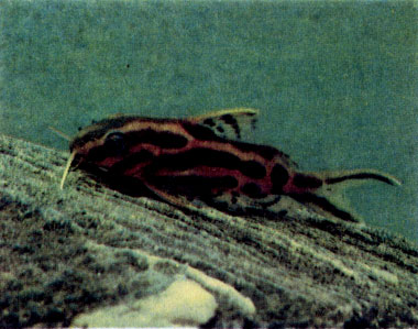 Ленточный синодонт (S. flavitaeniatus)