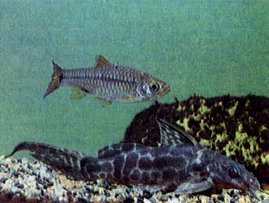 Синодонт Солона (S. soloni), выше — малайская расбора (Rasbora paucisquamus)