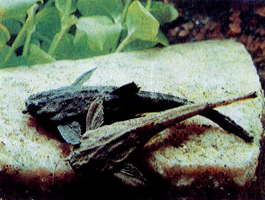 Двухцветный буноцефал (Bunocephalus bicolor)