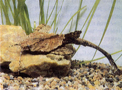 Сомик-банджо, или двухцветный буноцефал (Bunocephalus caracoides) 