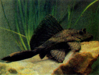 Птеригоплихт Александра (Pterygoplichthys alexandri Kochetov sp. Nov.) 