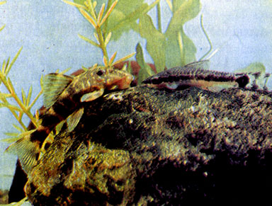 Златоштриховая пеколтия (Peckoltia vittata) и простой отоцинкл (Otocinclus affinis)