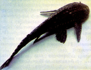 Многолинейный птеригоплихт (P. multiradiatus)