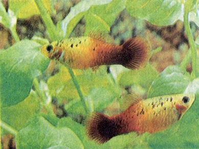 Трехцветная форма пятнистой плятипецилии (Xiphophorus maculatus var.)