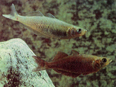 Полосатая хилатерина (Chilatherina fasciata) и красная атерина (Glossolepis incisus)