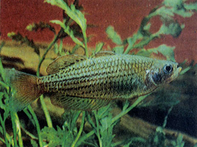 Радужная рыбка (М. maccullochi)
