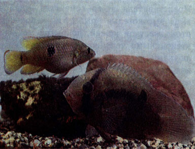 Акара Марони (Aequidens maronii), выше — гибрид хемихрома Пейна и большого хромиса (Hemichromis paynei X Н. letourneauxi)