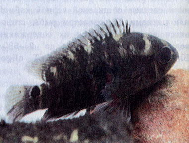 Сетчатая акара (A. tetramerus)