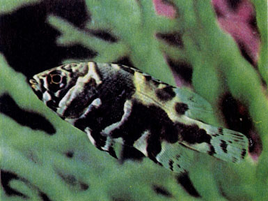 Цихлида-оскар (Astronotus ocellatus) — малек