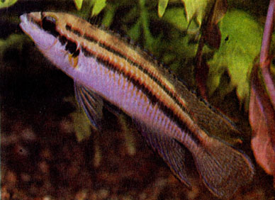 Двухполосый халинохром (Chalinochromis sp. bifrenatus)