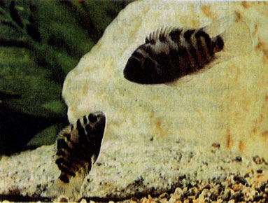 Чернополосый архоцентр (С. nigrofasciatum)