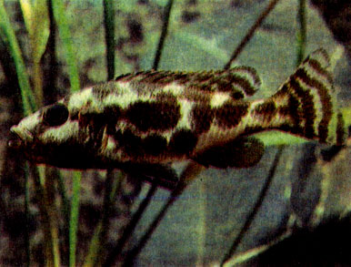 Леопардовая циртокара (С. livingstonii)