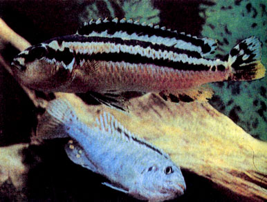 Самка золотого меланохрома (Melanochromis auratus) и самец ситцевого меланохрома (М. exasperatus)
