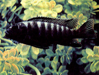 Зебровый микрохром (Microchromis zebroides)
