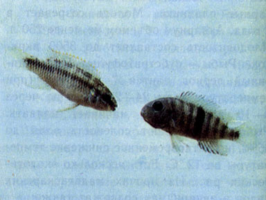 Попугай Ролоффа (P. roloffi) и рифовая цихлида (Neetroplus nematopus)