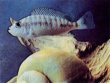 Красноглазый петрохром (Petrochromis sp. red. eye)
