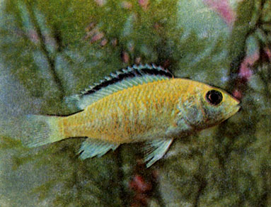 Желтый лабидохром (Labidochromis sp. yellow)