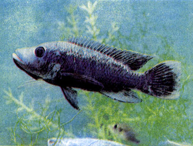 Мозамбикская тиляпия — сейшельская форма (Oreochromis mossambicus var. humilis) 