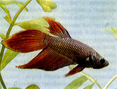 Бойцовая рыбка, или петушок (Betta splendens) 