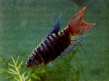 Райская рыбка, или обыкновенный макропод (Macropodus opercularis)