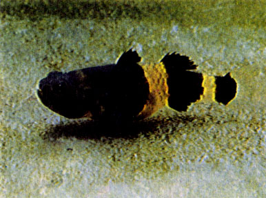 Брахигобиус-крошка (Brachygobius nunus)