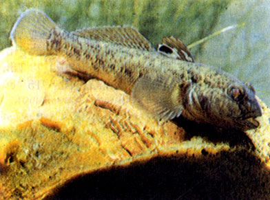 Бычок-кругляк (Neogobius melanostomus)
