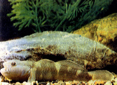 Амурский бычок (Rhinogobius similis)
