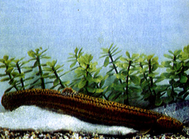 Обыкновенный вьюн (Misgurnus fossilis)