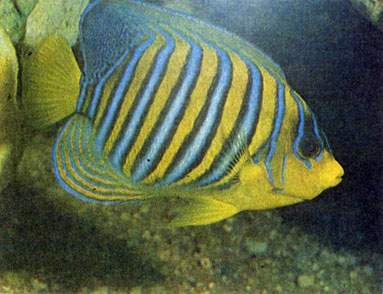 Королевская рыба-павлин (Pygoplites diacanthus)