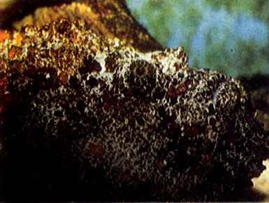 Рыба-камень (Synanceja verrucosa)