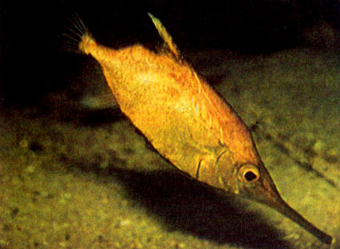 Японская рыба-бекас (Macrorhamphosus scolopax)