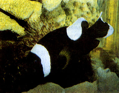 Рыбка-клоун Кларка (Amphiprion clarkii)