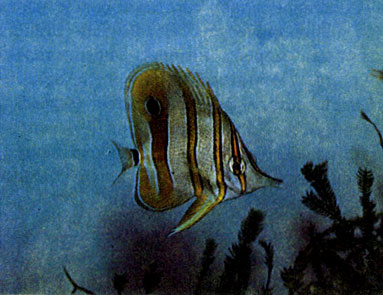 Носатый хелмон, или рыба-пинцет (Chelmon rostratus)