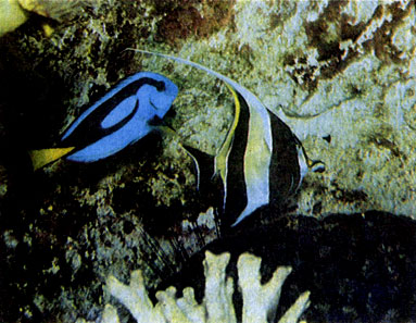 Голубой хирург (Paracanthurus hepatus) и морской идол (Zanclus cornutus)