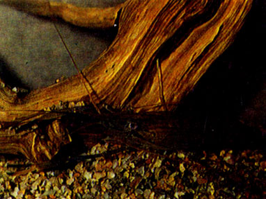 Гигантская креветка (М. rosenbergii)