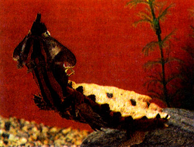 Бахромчатая черепаха, или мата-мата (Chelus fimbriatus)