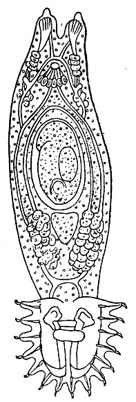 . 25.  (Gyrodactylus elegans).